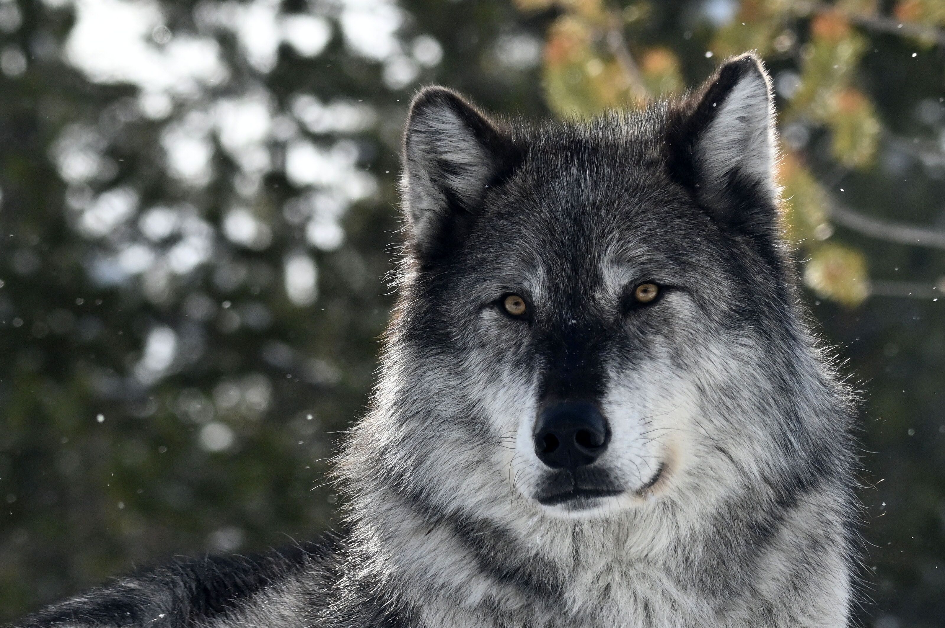 Grizzly and Wolf Discovery Center