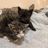 Feral Cat Care of Owens Valley