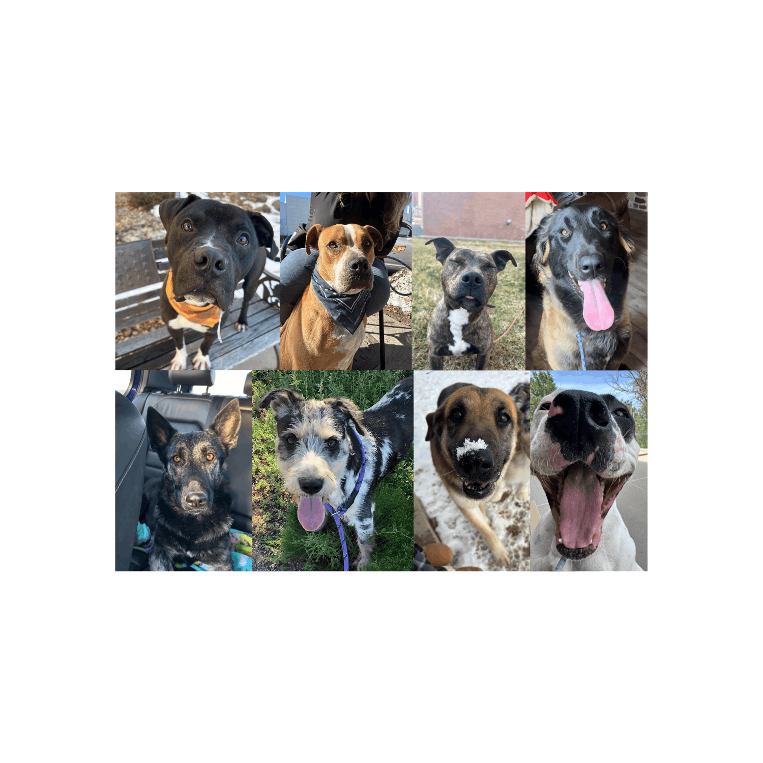 Pawsitive Pathways Inc