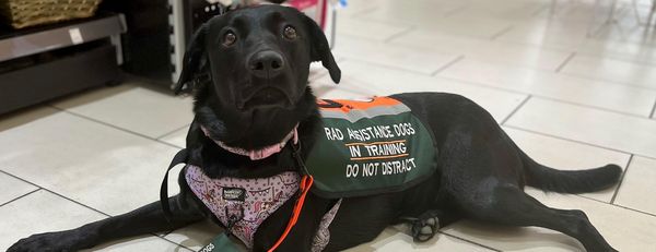 RAD Assistance Dogs