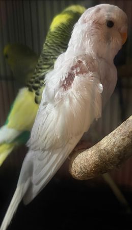 Feathers Paws and Hooves