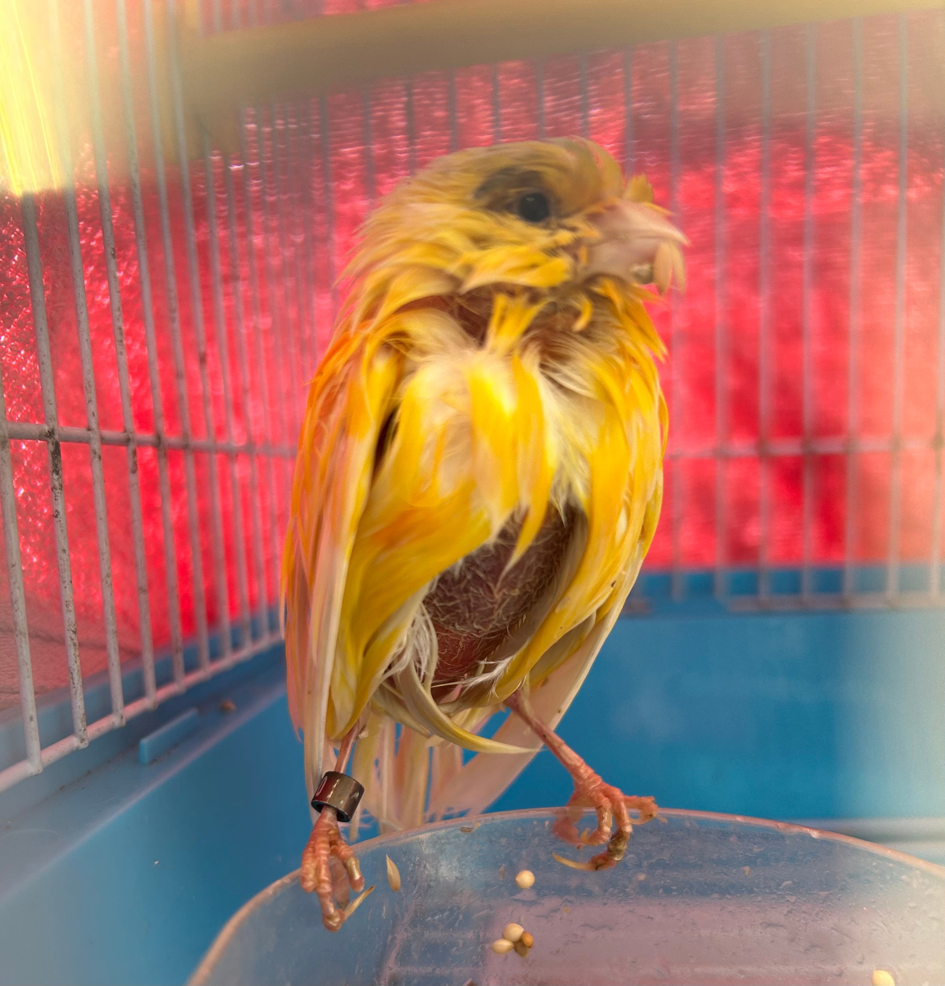 Budgie sanctuary rescue