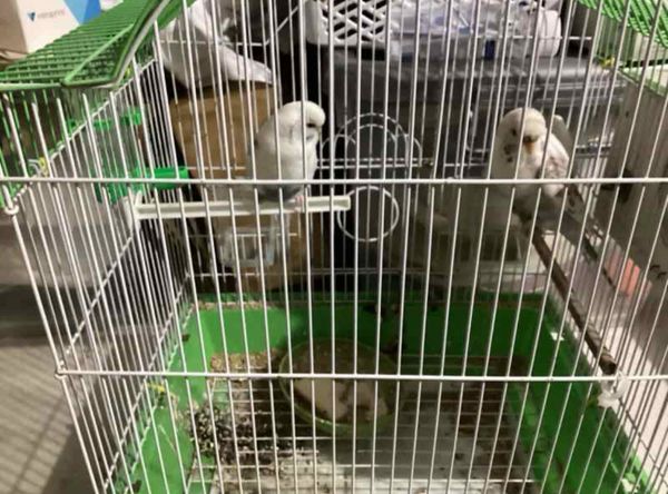 Budgie sanctuary rescue