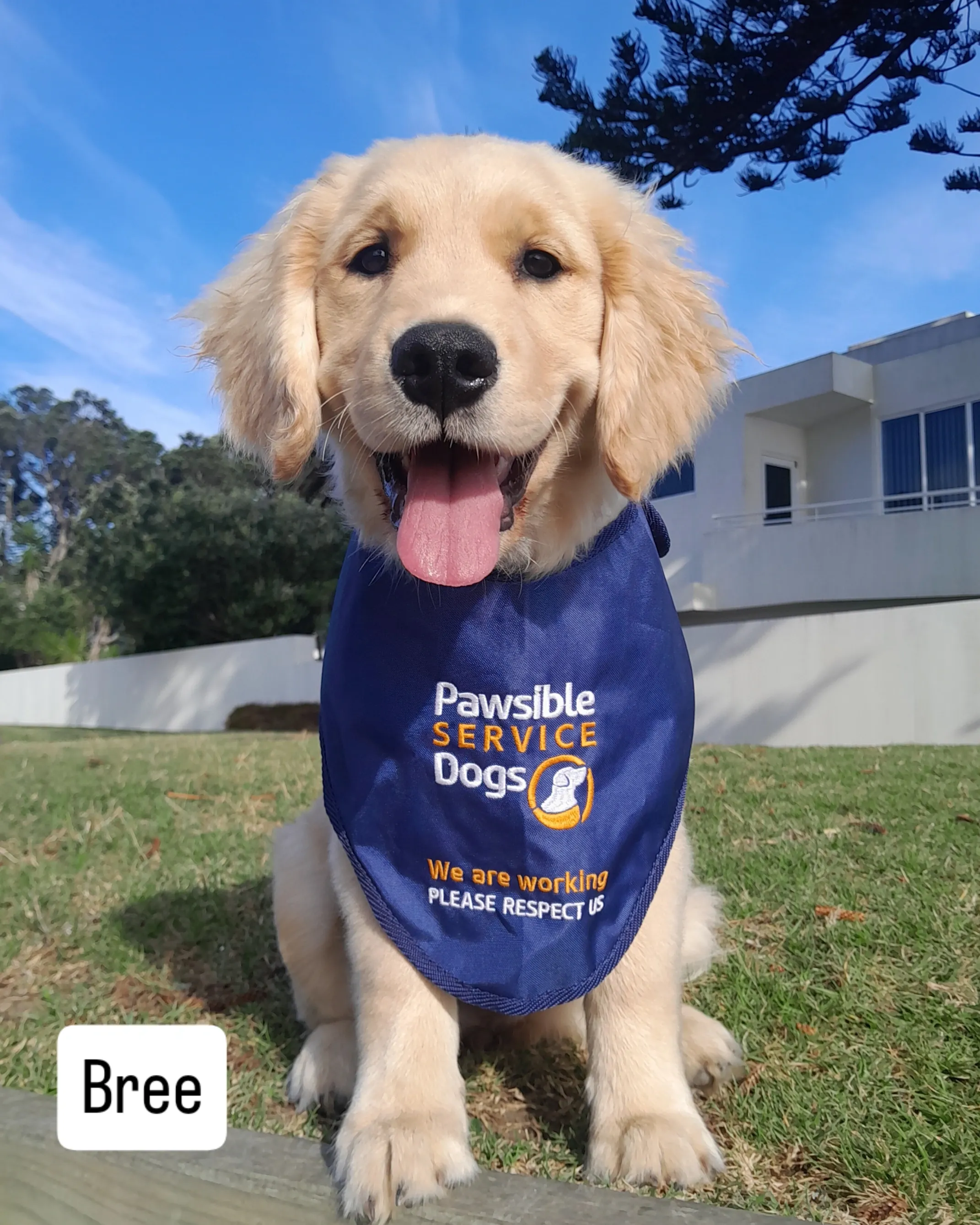 Pawsible Service Dogs