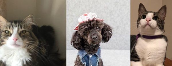 Animal care collection illawarra