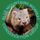 Blue Mountains Wombat Conservation Group
