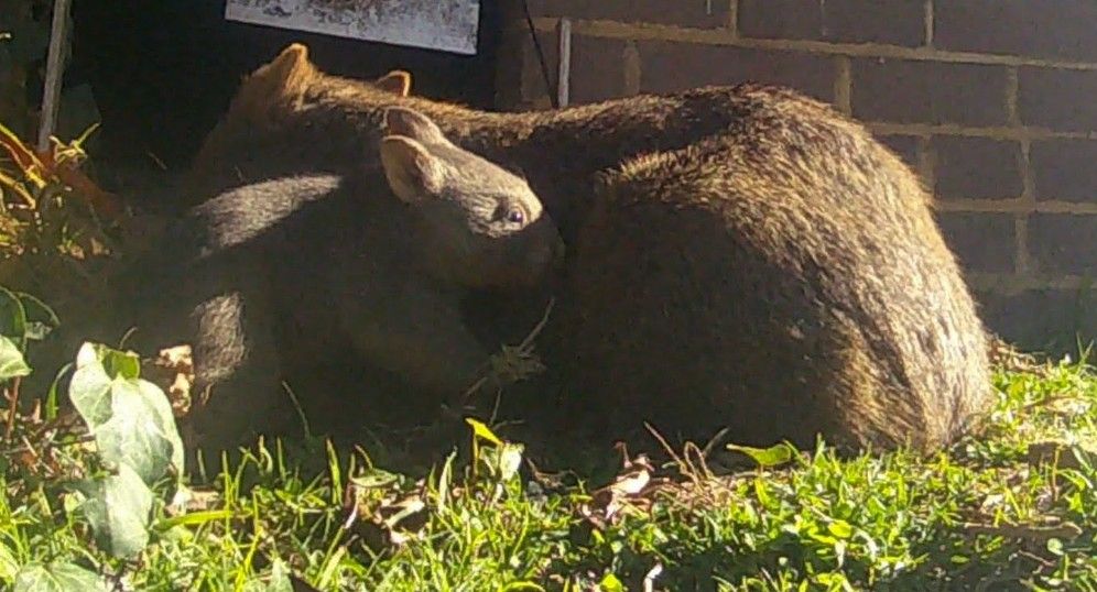 Blue Mountains Wombat Conservation Group