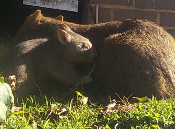 Blue Mountains Wombat Conservation Group
