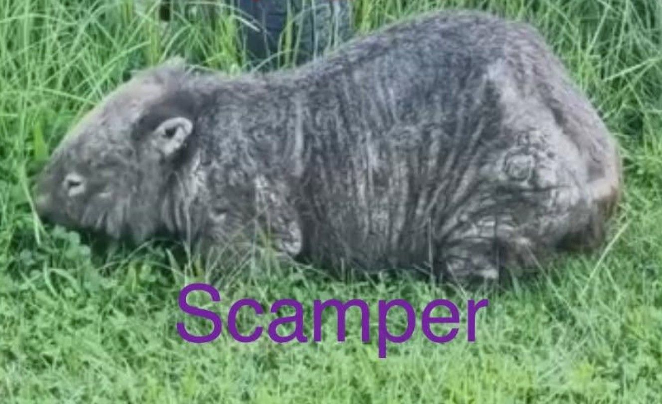 Blue Mountains Wombat Conservation Group