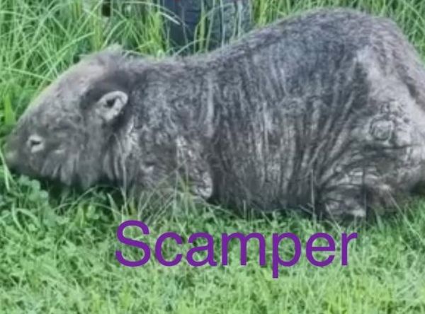 Blue Mountains Wombat Conservation Group
