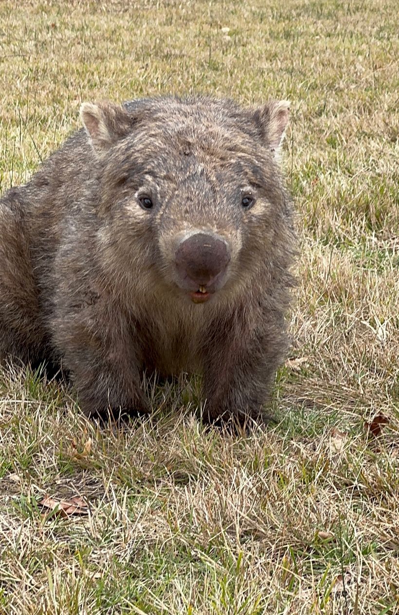 Blue Mountains Wombat Conservation Group
