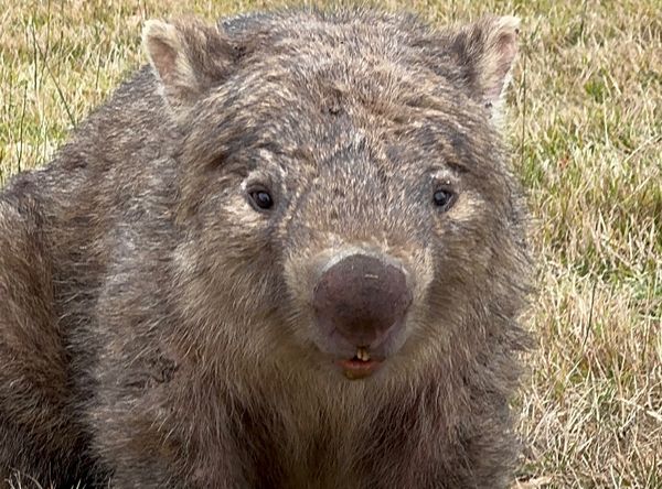 Blue Mountains Wombat Conservation Group