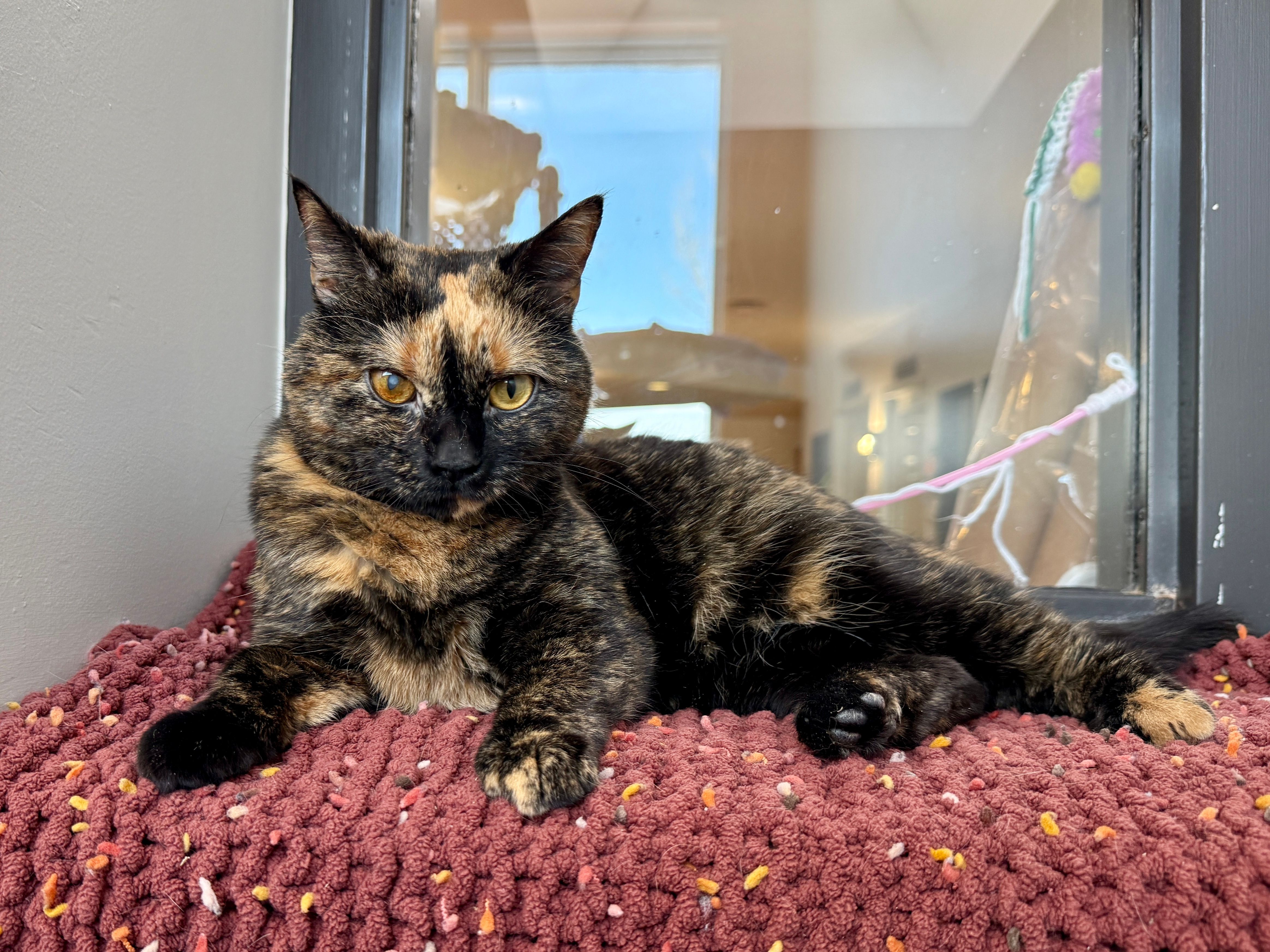 The Winnipeg Humane Society for the Prevention of Cruelty to Animals