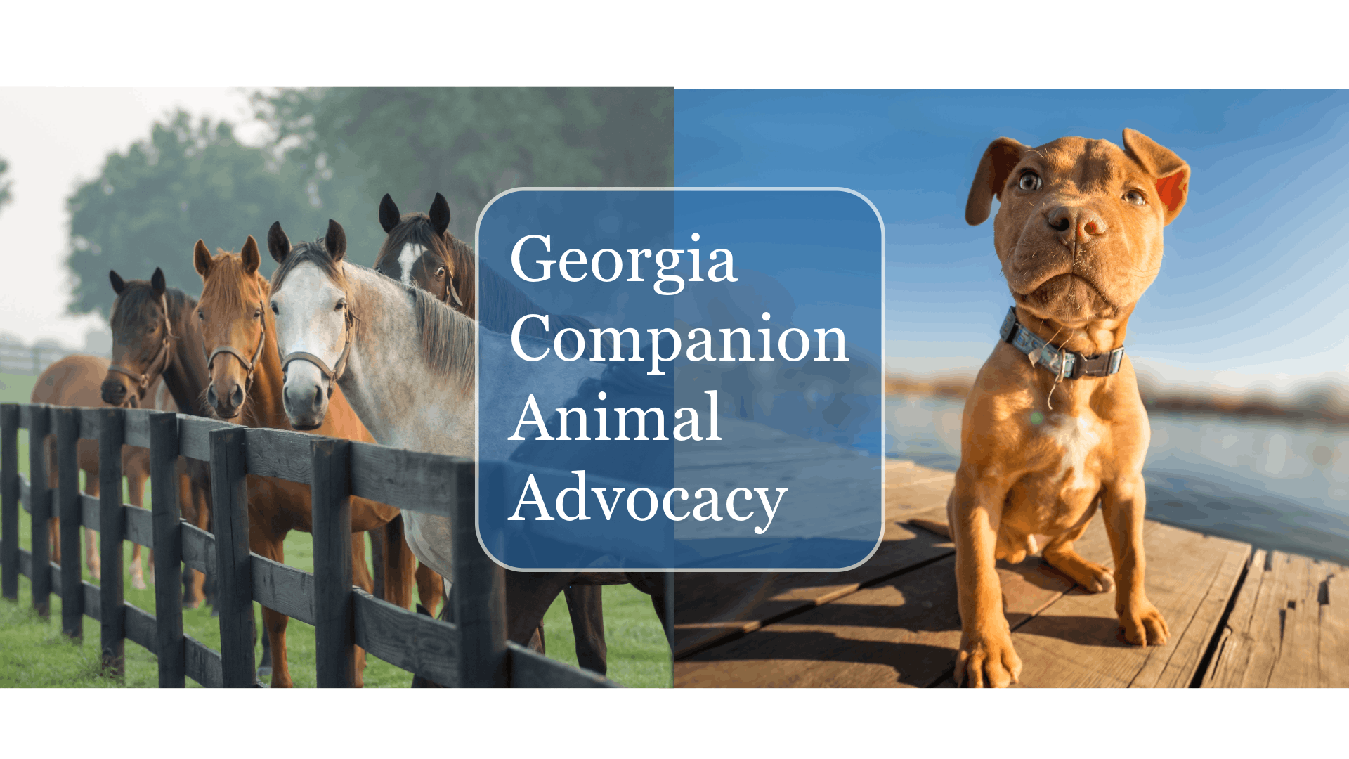 Georgia Companion Animal Advocacy Inc.