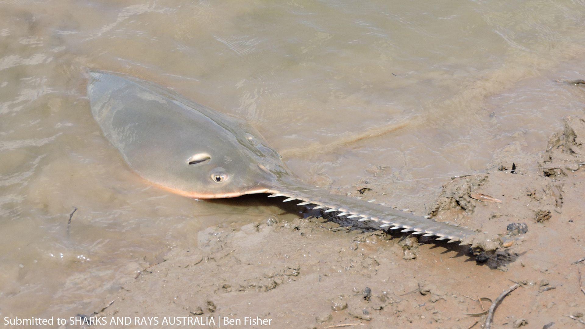 Sharks And Rays Australia Research Ltd