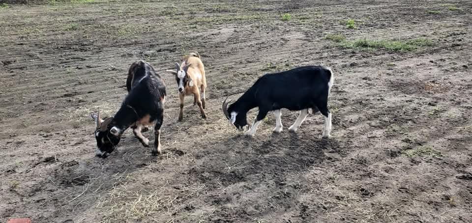 KJ Farms Animal Rescue