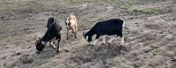 KJ Farms Animal Rescue