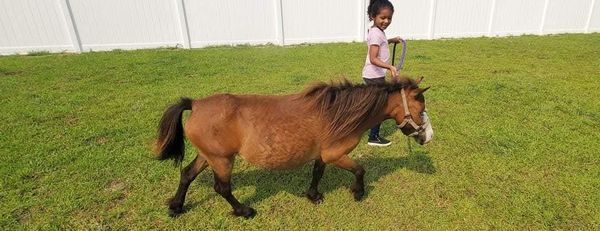 KJ Farms Animal Rescue