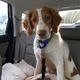 NATIONAL BRITTANY RESCUE