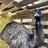 Razin Raptors Farm animal and Sanctuary