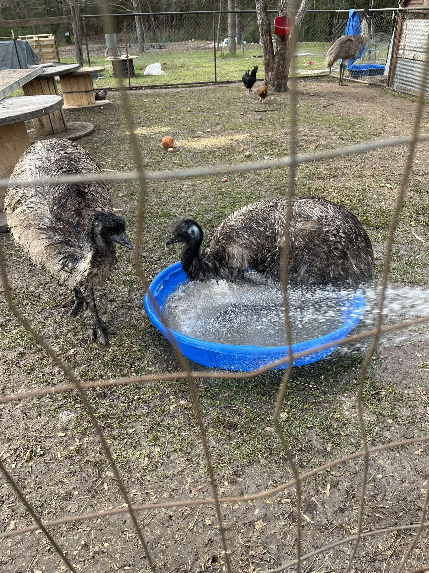 Razin Raptors Farm animal and Sanctuary