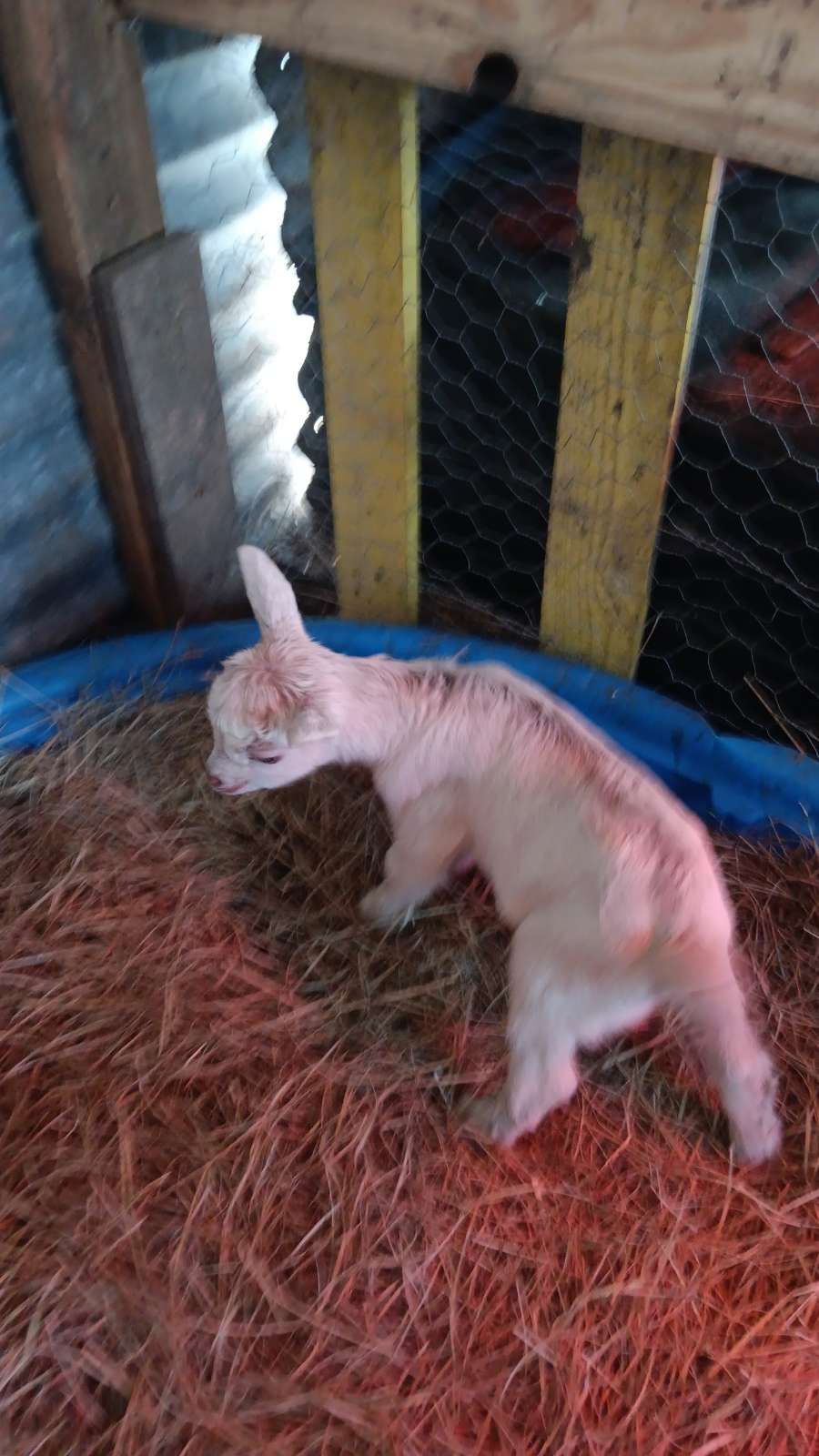 Razin Raptors Farm animal and Sanctuary