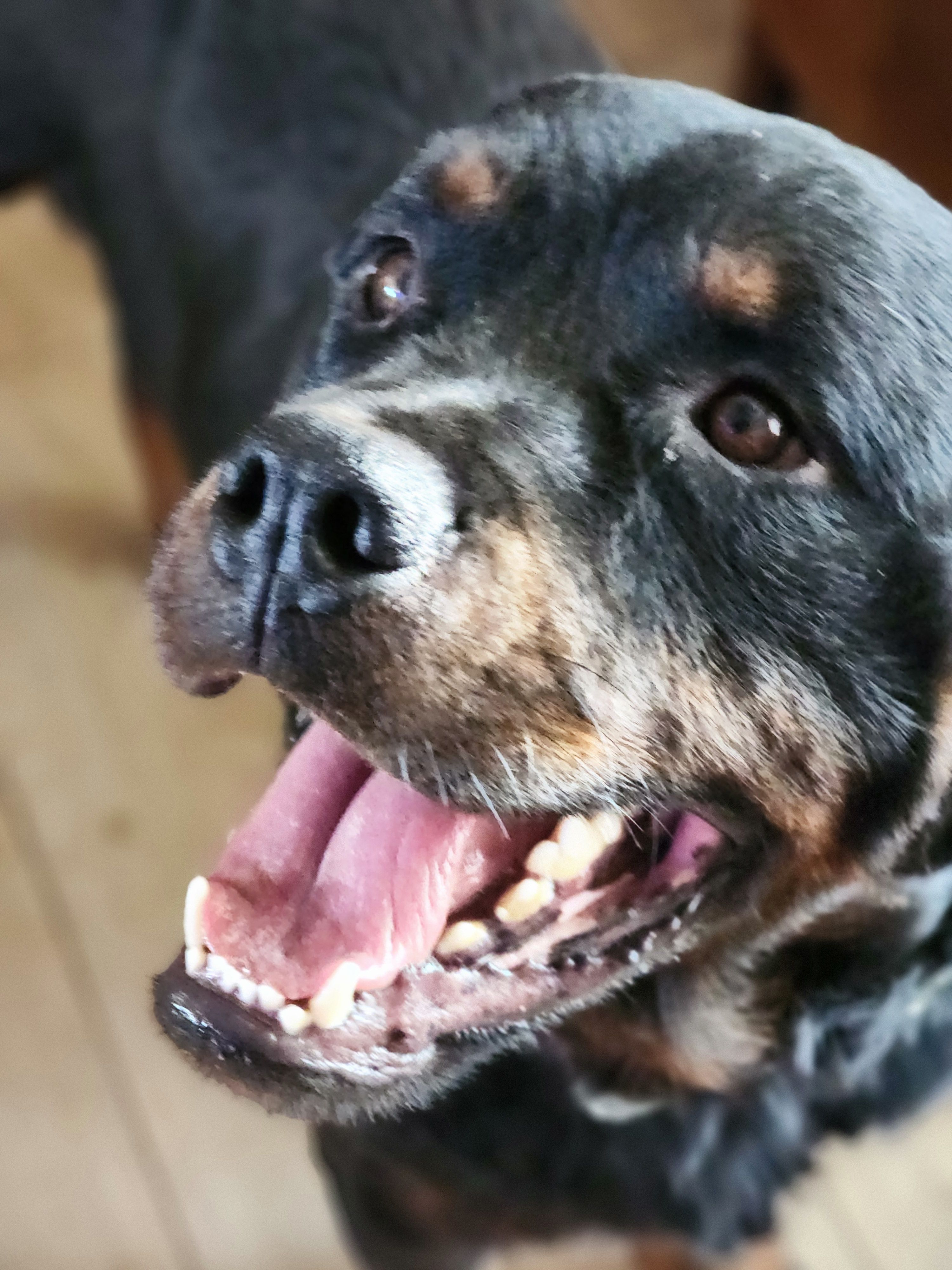 Ash Tree Ranch Rescue Inc