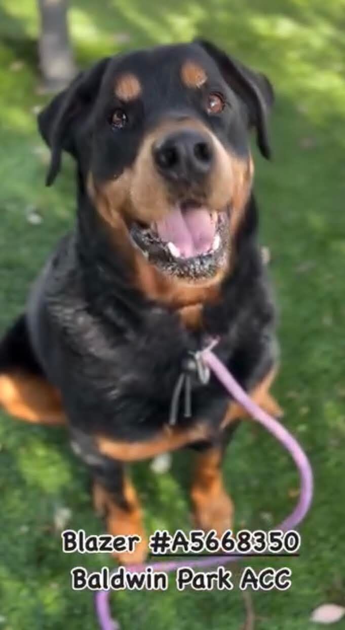 Ash Tree Ranch Rescue Inc