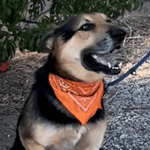 hope ranch animal sanctuary rescue