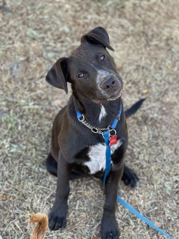 hope ranch animal sanctuary rescue