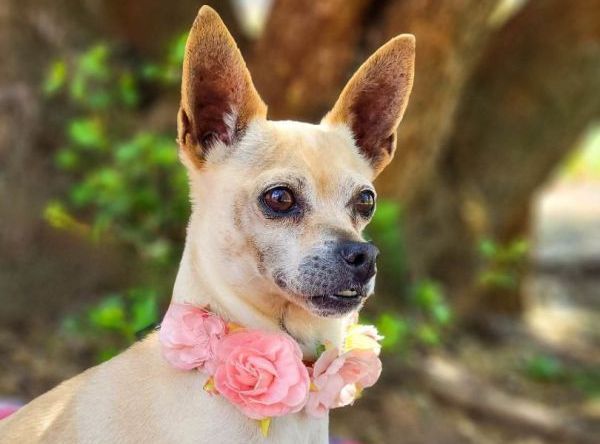 hope ranch animal sanctuary rescue