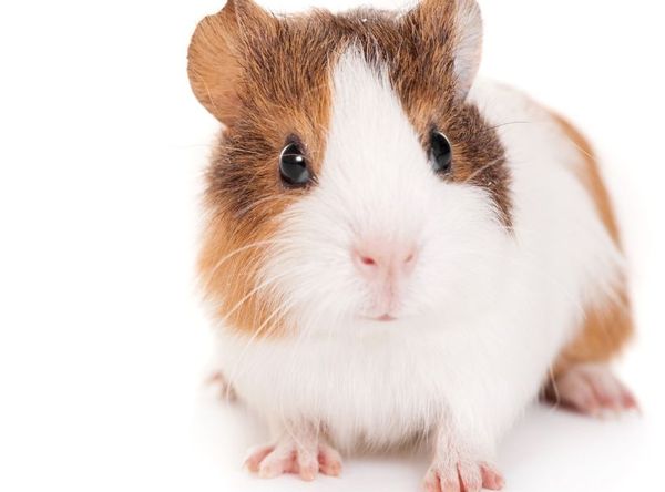 Save the MGC Website AB