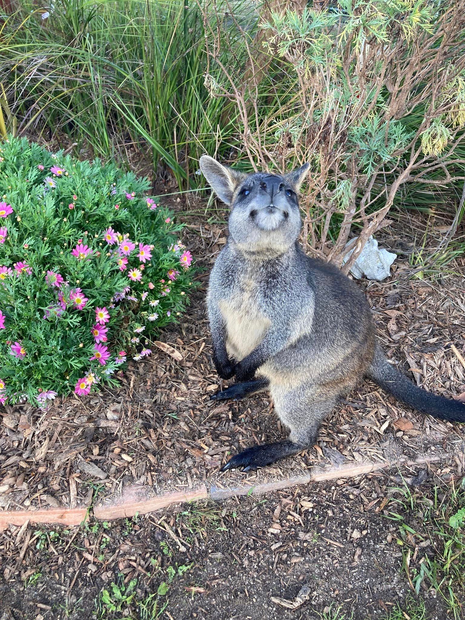 Roo and Possum Foundation