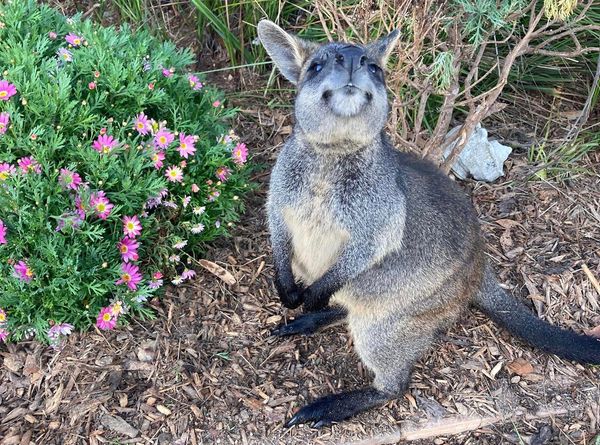 Roo and Possum Foundation