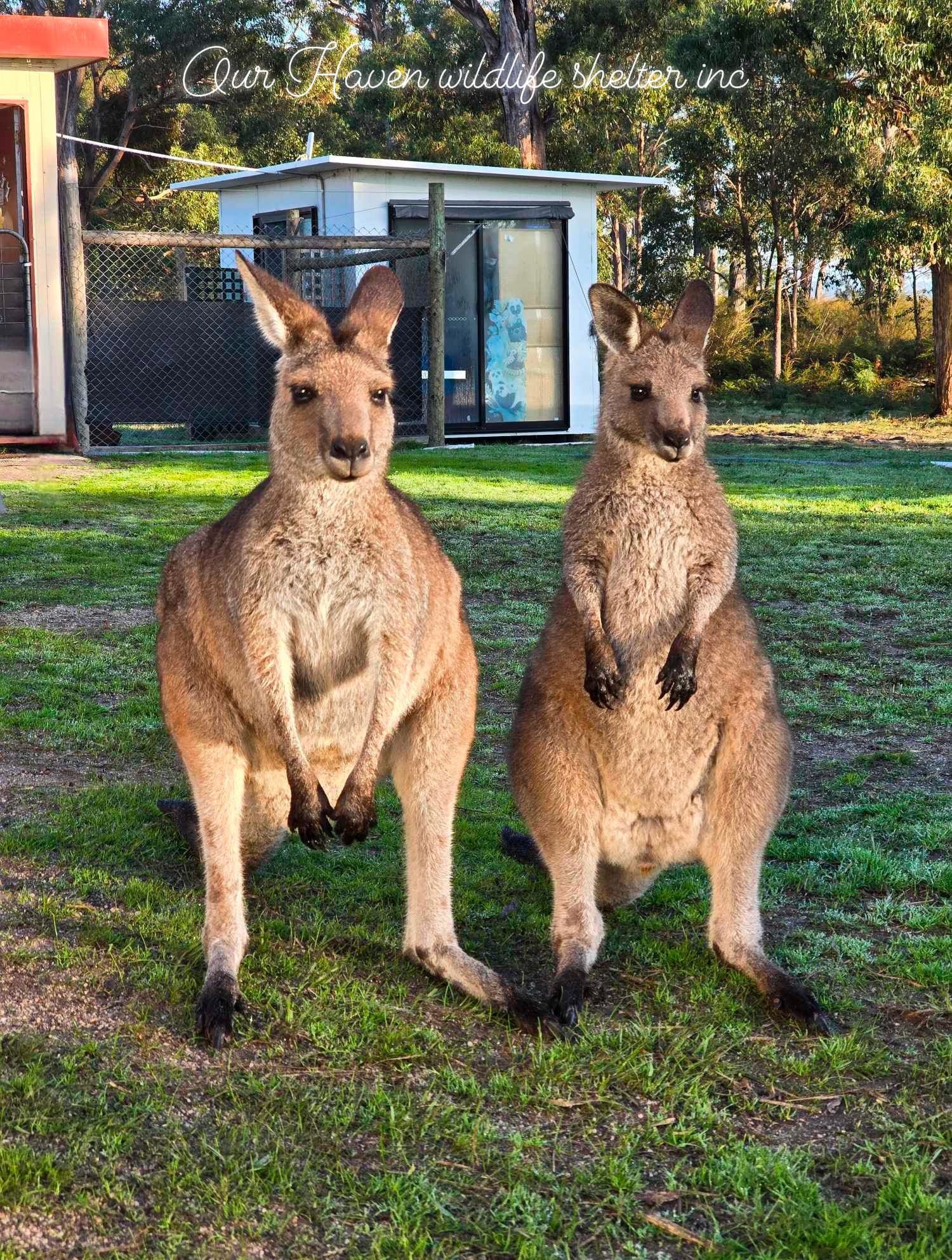 Roo and Possum Foundation