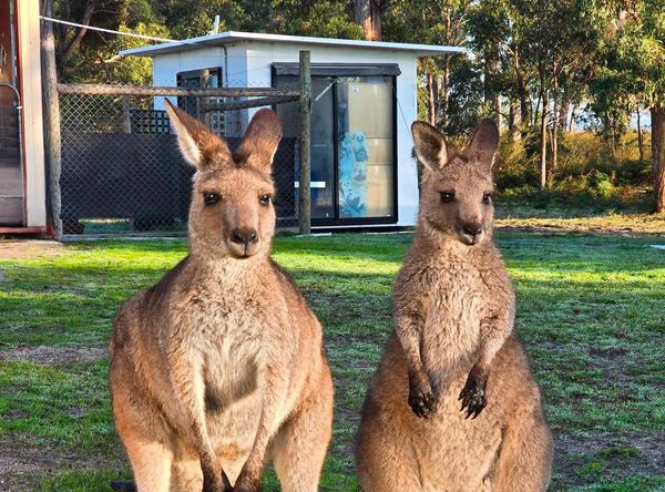 Roo and Possum Foundation
