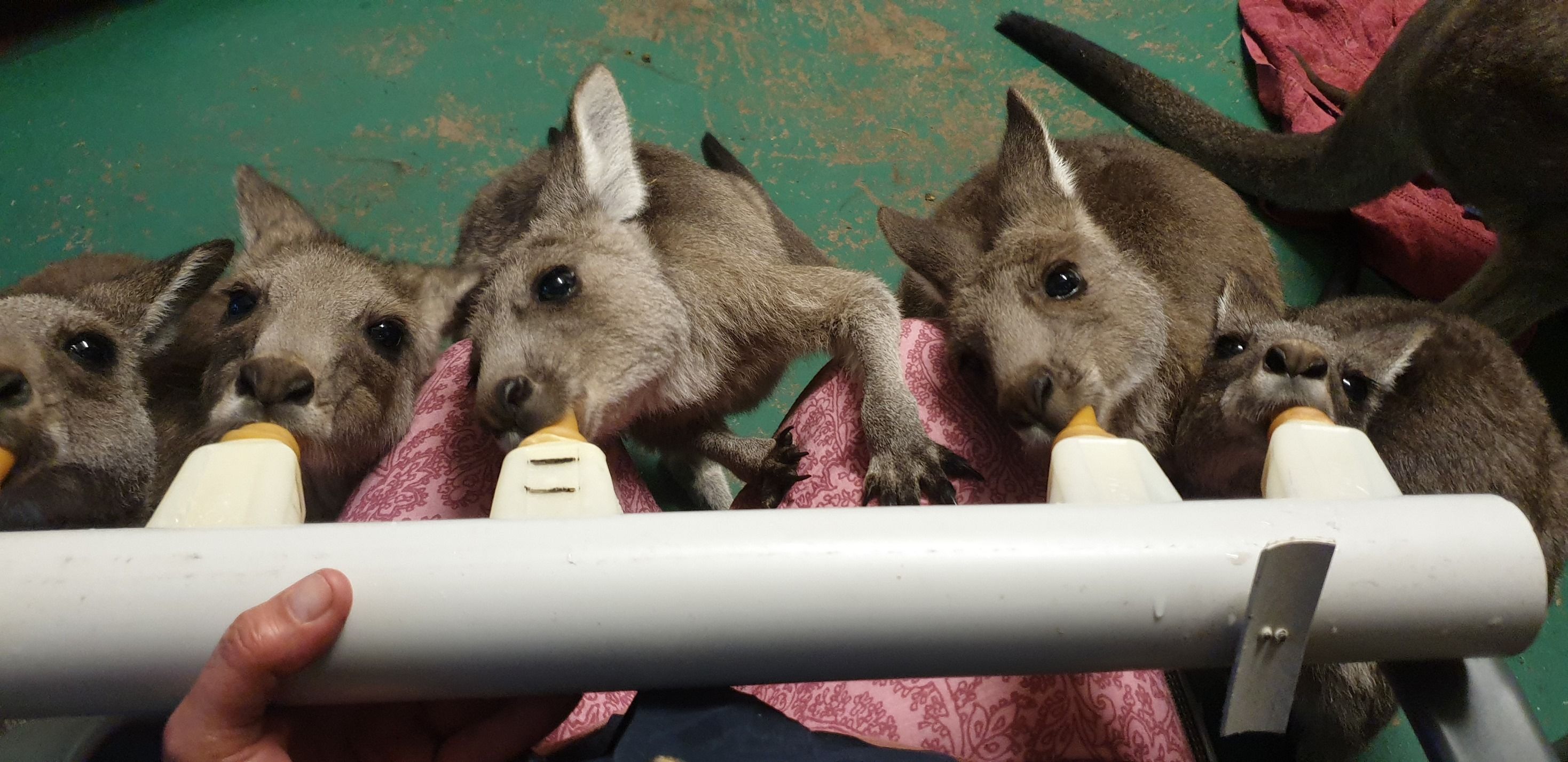 Roo and Possum Foundation