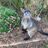 Roo and Possum Foundation II