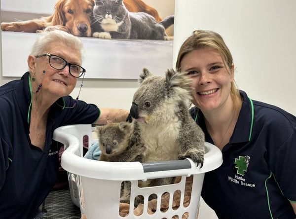 Hunter Wildlife Rescue