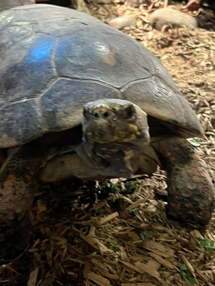 THF soft landing sanctuary