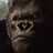 King Kongs Wildlife Rescue