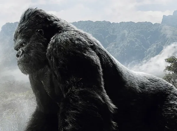 King Kongs Wildlife Rescue