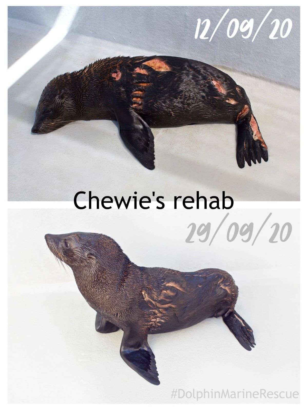 Coffs Coast Wildlife Sanctuary