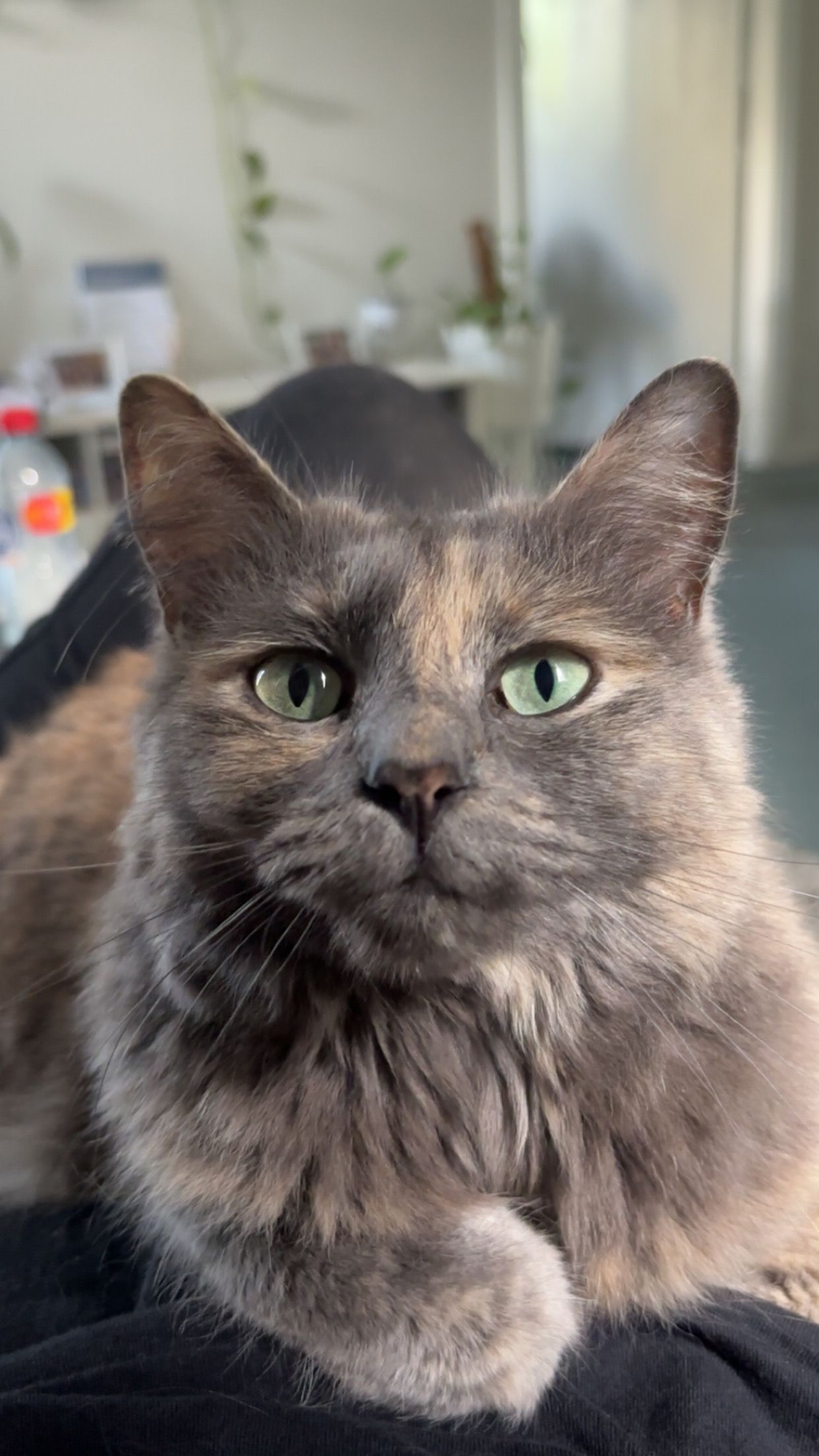 Healing Angels Animal Rescue Limited