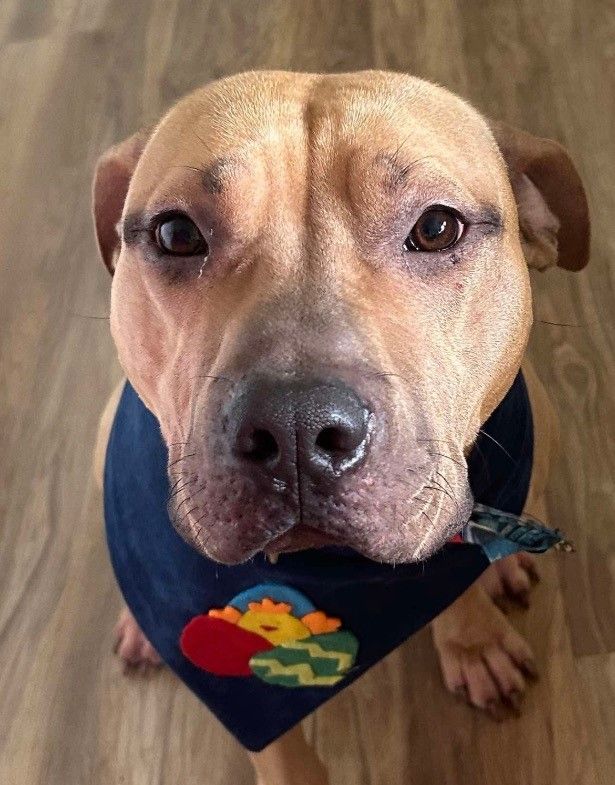 Healing Angels Animal Rescue Limited