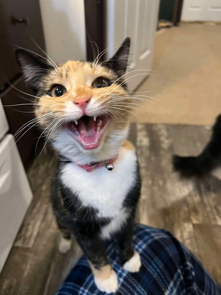 Forgotten Felines of Richland County