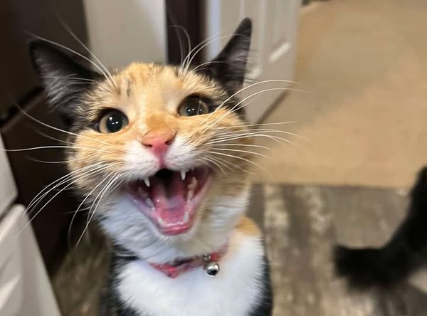 Forgotten Felines of Richland County