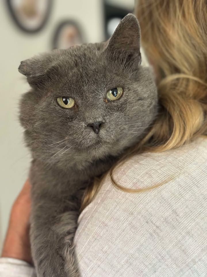 Forgotten Felines of Richland County