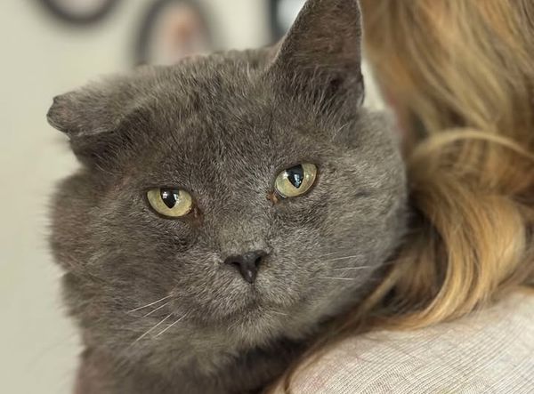 Forgotten Felines of Richland County