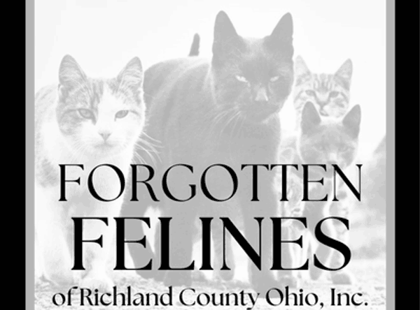 Forgotten Felines of Richland County